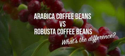 Arabica Coffee Beans vs Robusta Coffee Beans. What’s the difference anyway? - Barista Supplies